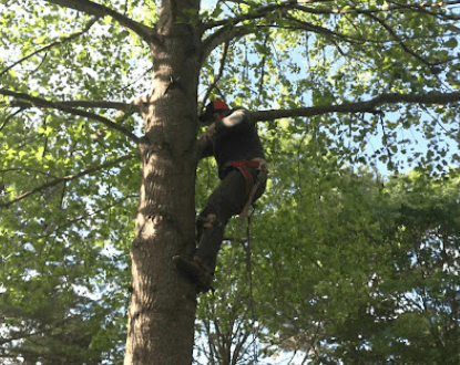 TREE TRIMMING
